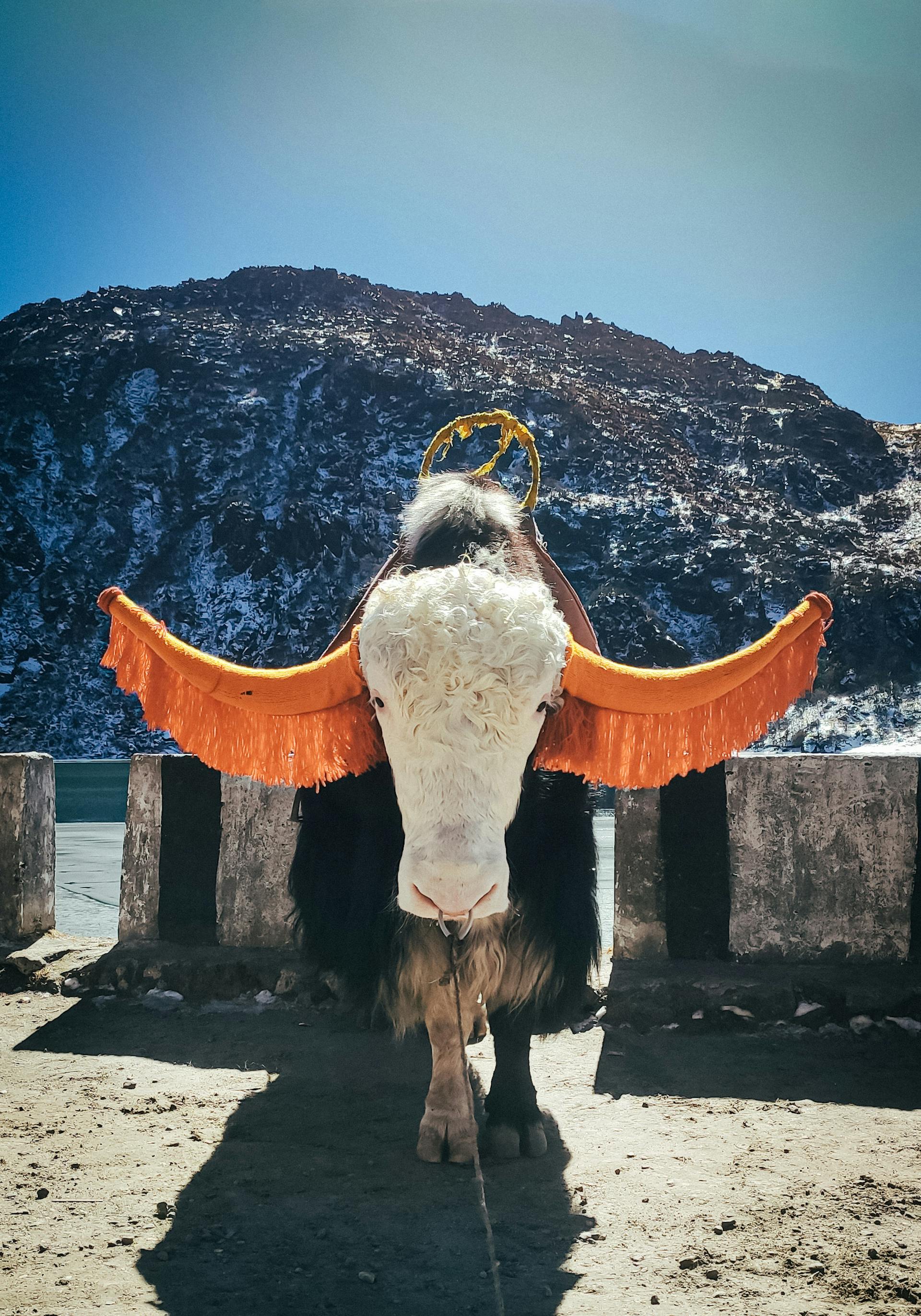 Postcard-Perfect Sikkim Gangtok Lachung